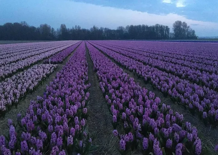 Luxe Met Sauna De Barn Villa *